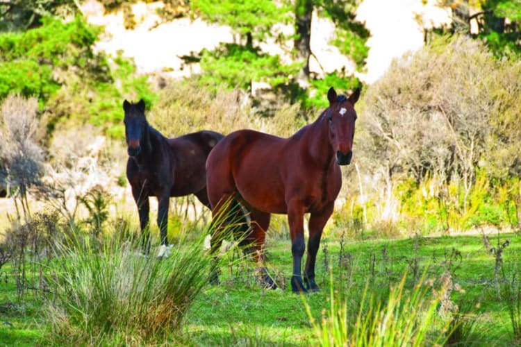 Horse Riding